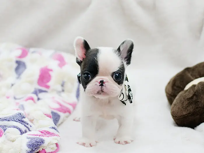 Gorgeous and adorable miniature french bulldog puppies for sale